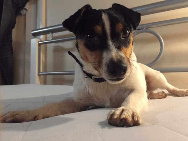 Do vets sedate dog before euthanasia? Essential Tips KeepingDog